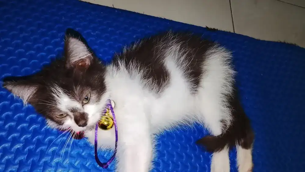 Kucing Mixed Persia Anggora