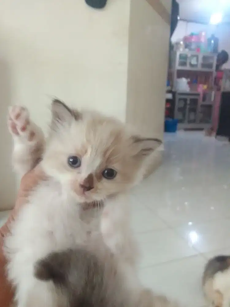 Himalaya jantan umur 3 bulan