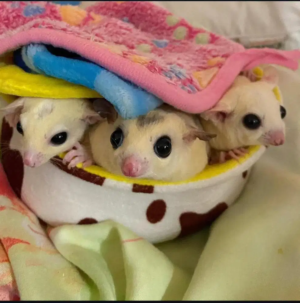 Sugar Glider leucistic