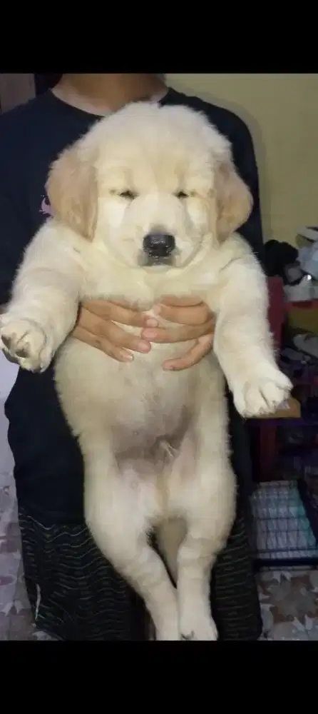 Golden jntan 2 ekor 1.5 bln non stbm