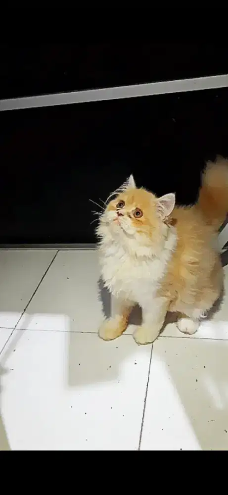 Lepas adop Kitten persia