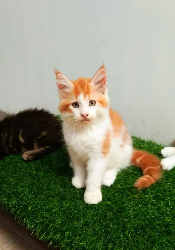 Kitten mainecoon betina pure bkn mix. Induk ped Cfa Maine Coon