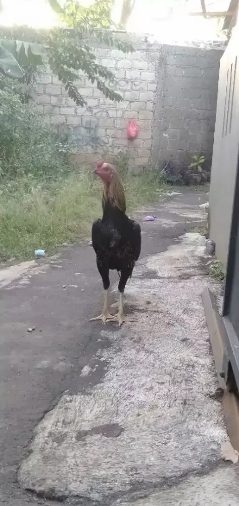 Bangkok Pama X mangon