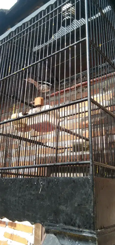 Burung Kacer dada puti