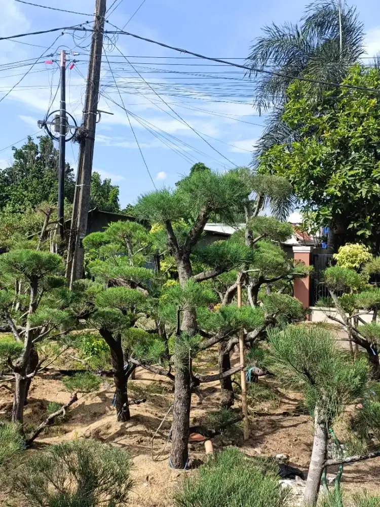 Bonsai Cemara Udang 1,5 m