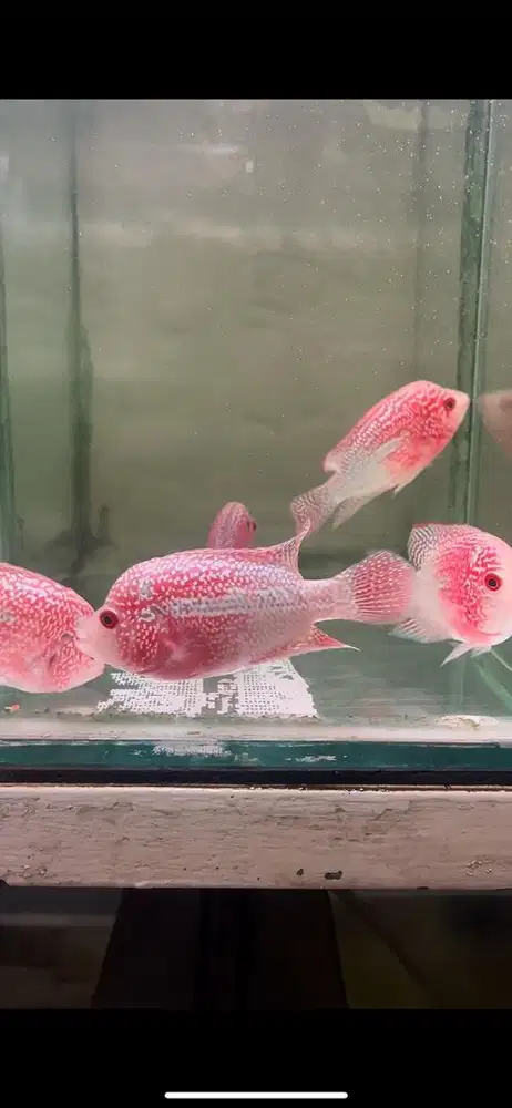 Ikan louhan cencu female/betin 10 cm