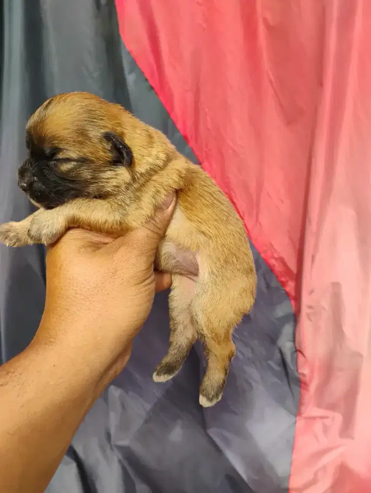 Anak anjing poodle betina