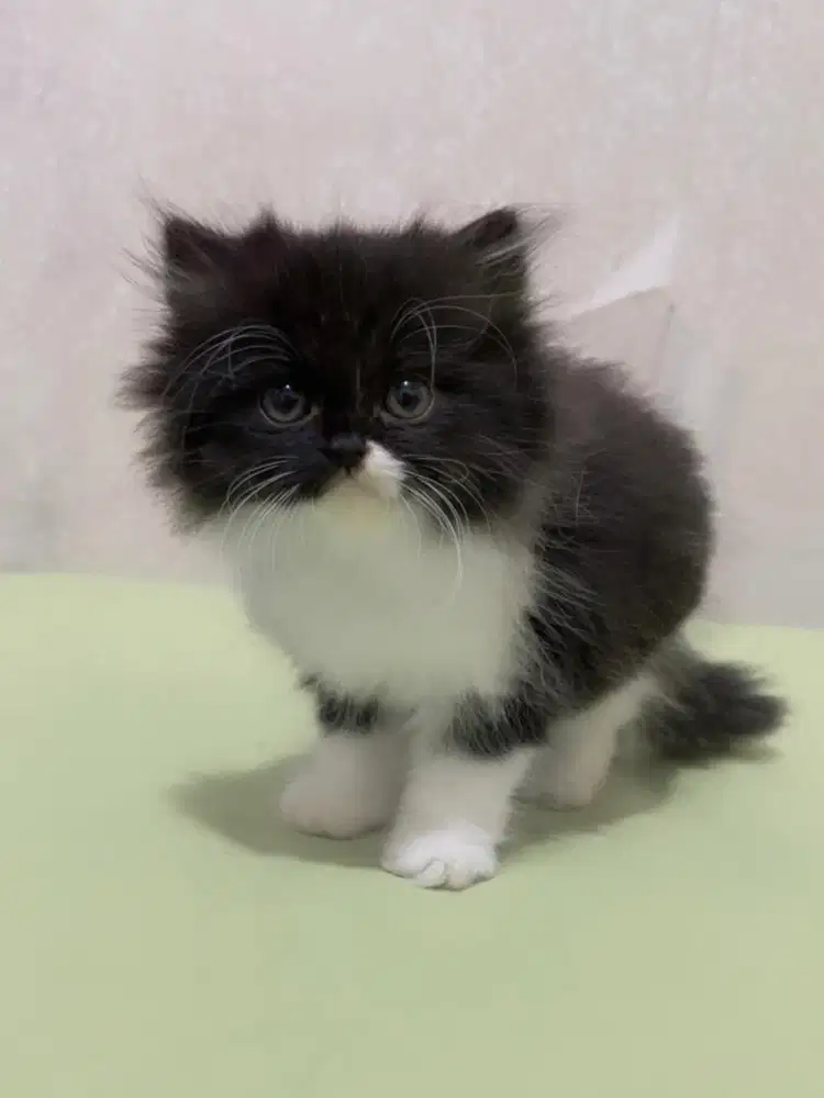Kitten persia umur 2,5 bulan