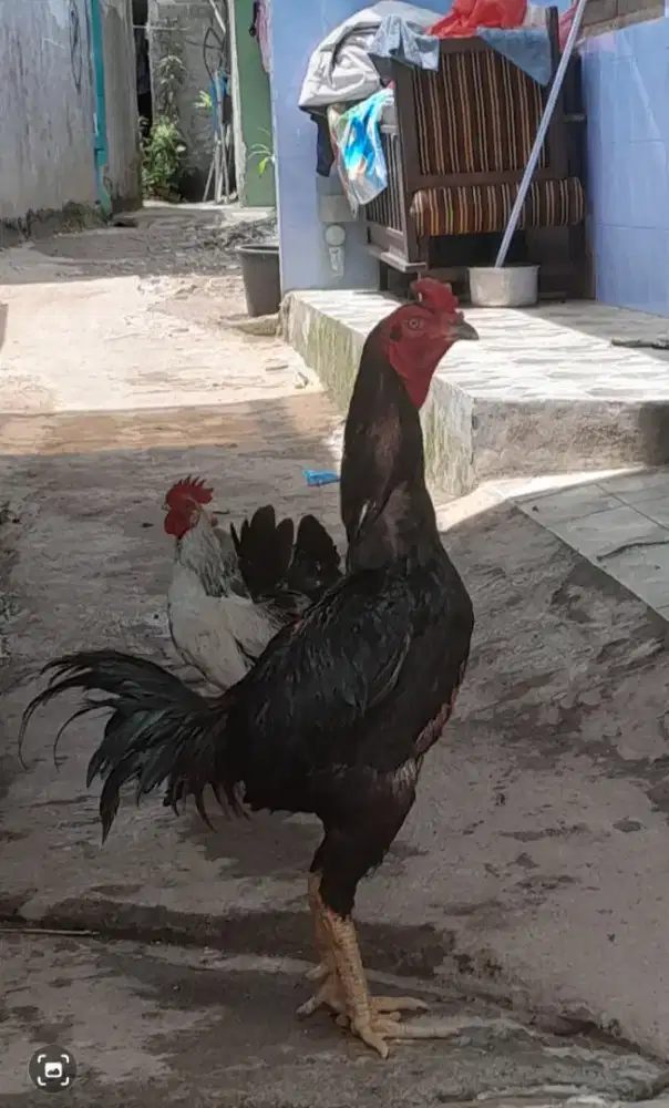 Ayam Bangkok X Ganoi Super