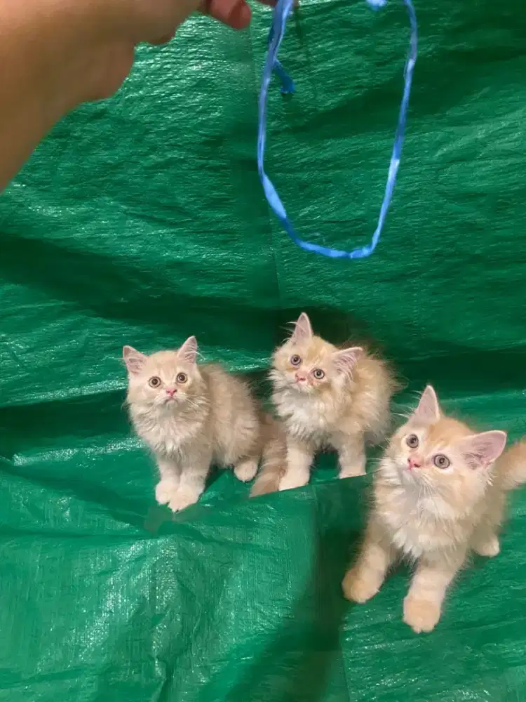 Kitten persia flatnose jantan
