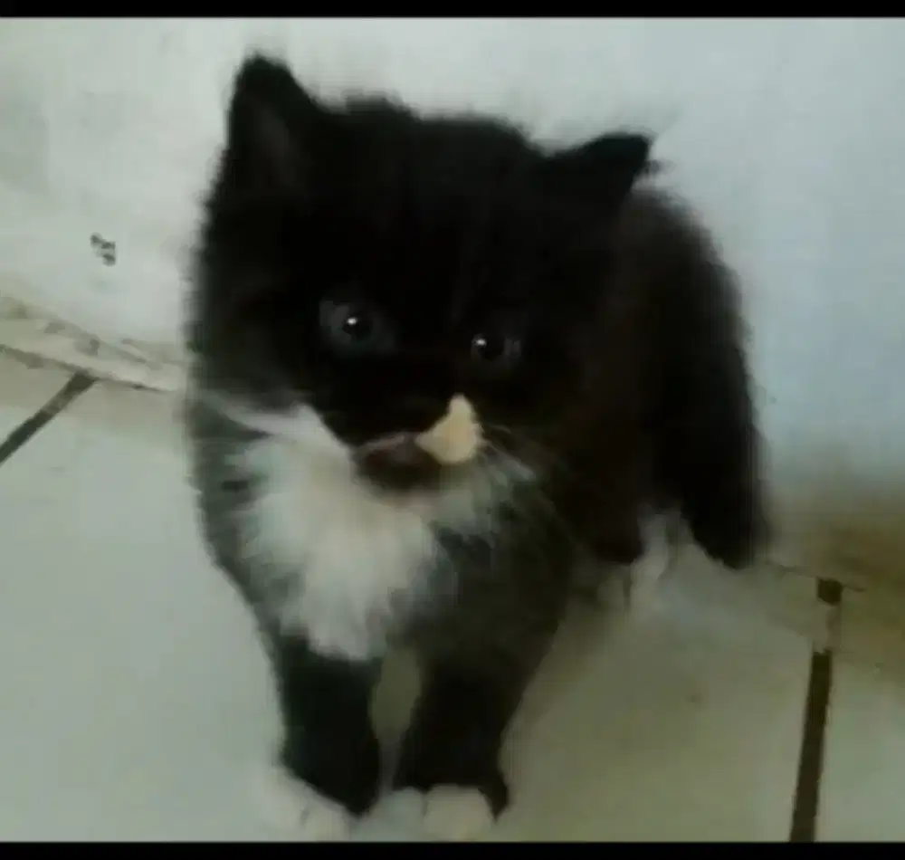 KUCING PERSIA KITTEN MURAH