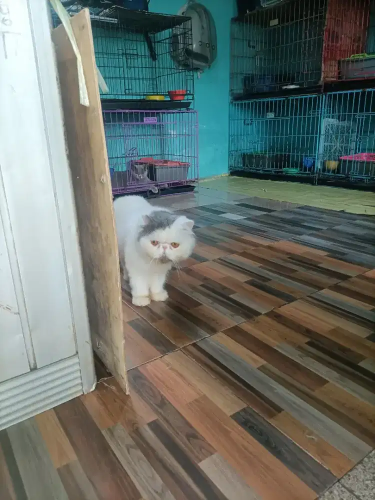 Jantan peaknose blue van