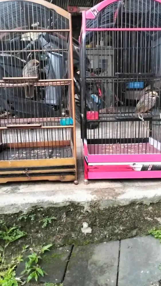 Cucak Rowo sepasang mapan