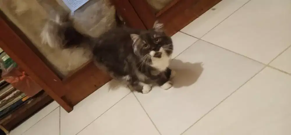 Kucing persia jantan