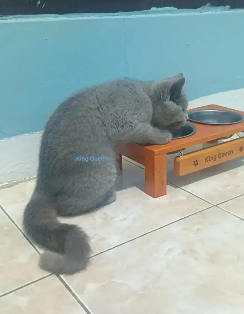 Kucing BSH British Shorthair Blue Solid Jantan 4 bulan Parent Ped