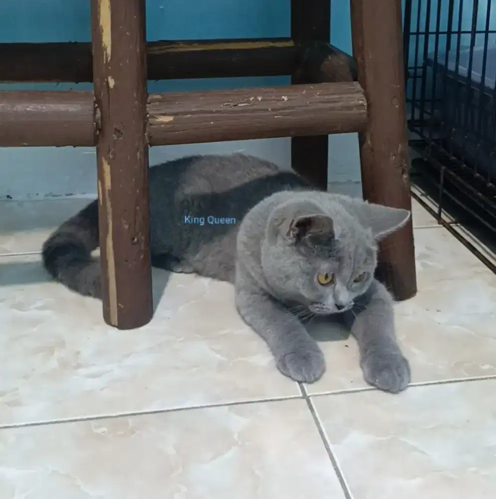 Kucing British Shorthair BSH Blue Solid Jantan 4 bulan Parent Ped
