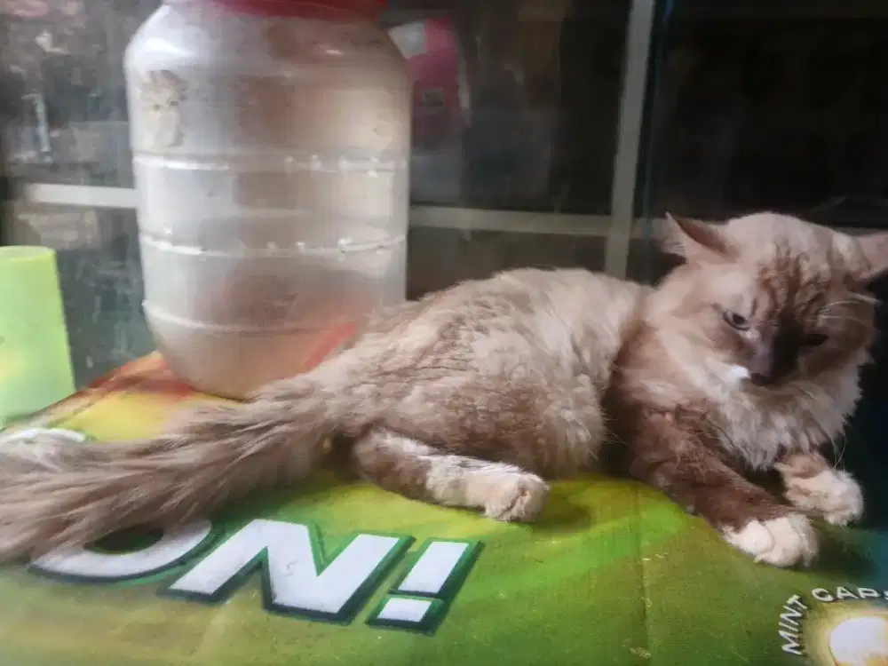 Himalaya jantan 8 bulan