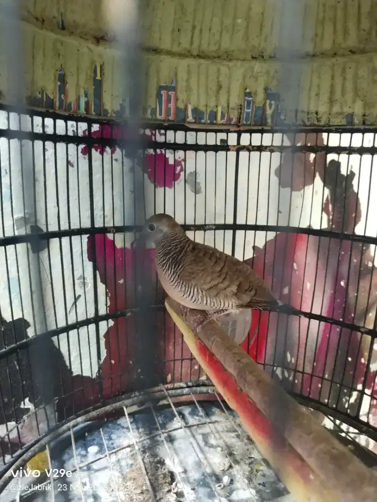 Perkutut bunyi semaunya ekor dokor
Mahar 100 sama kandang