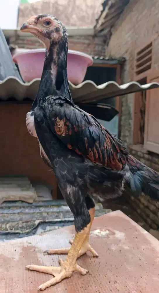 Anakan ayam shamo Eropa