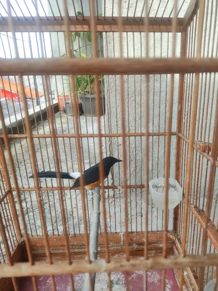 Murai betina muda kelar dokor