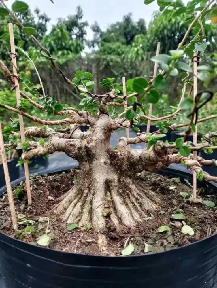 Bonsai sancang program akar,