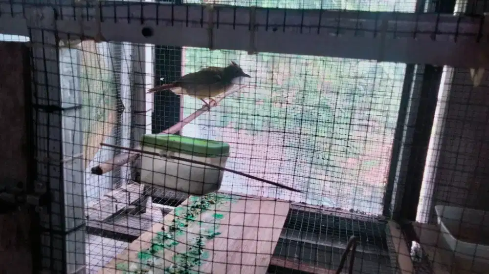 Di jual cepat cucak jenggot Jawa gacor cerewet. Dan ciblek semi gacor