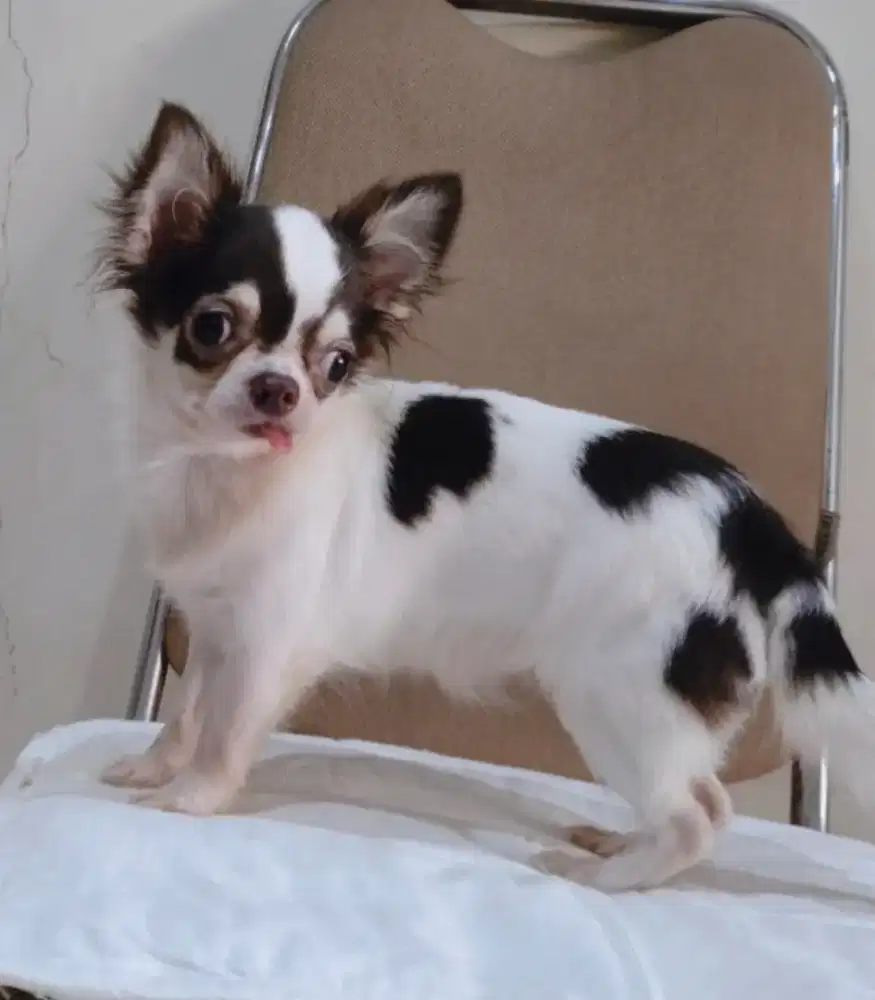 Jual Chihuahua usia 10 bulan