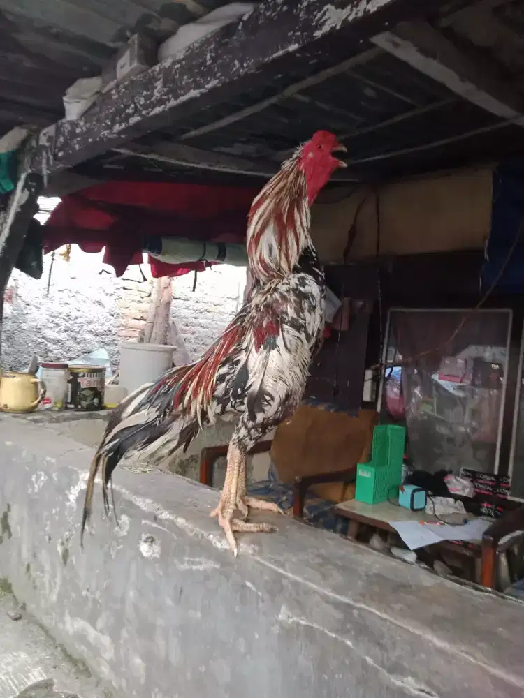 Ayam Bangkok jantan