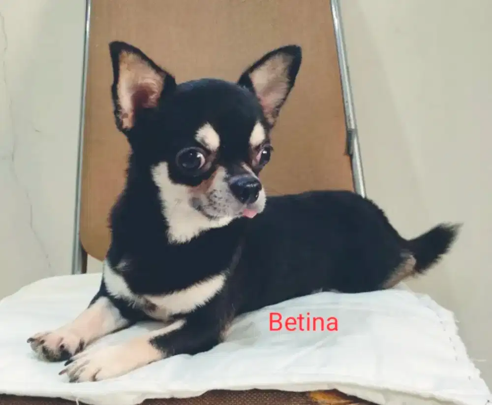 Jual Chihuahua Betina dan Jantan