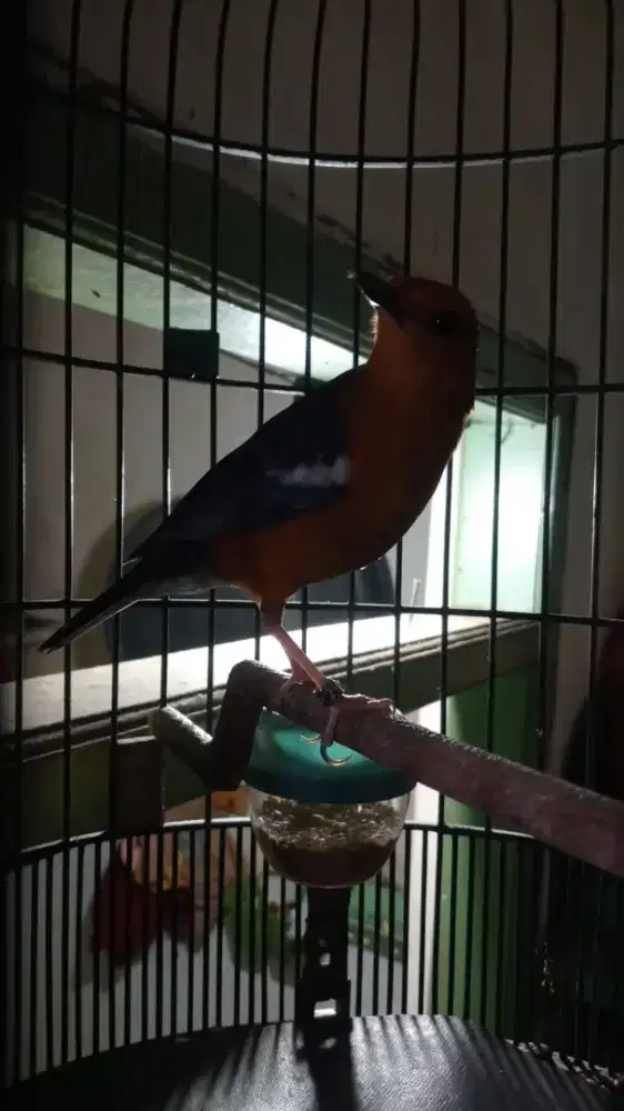 Anis merah bulu baru