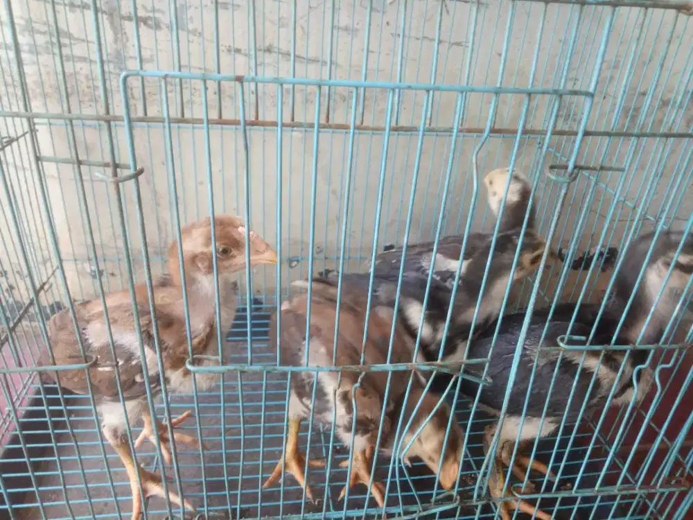 Jual pitik jenis Bangkok 4jantan 1 betina usia 1bln  ternakan sendiri