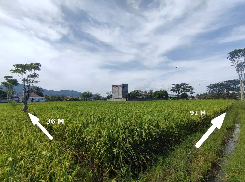 Tanah Sawah Produktif (Depan Area PT. Gorontalo Minerals)