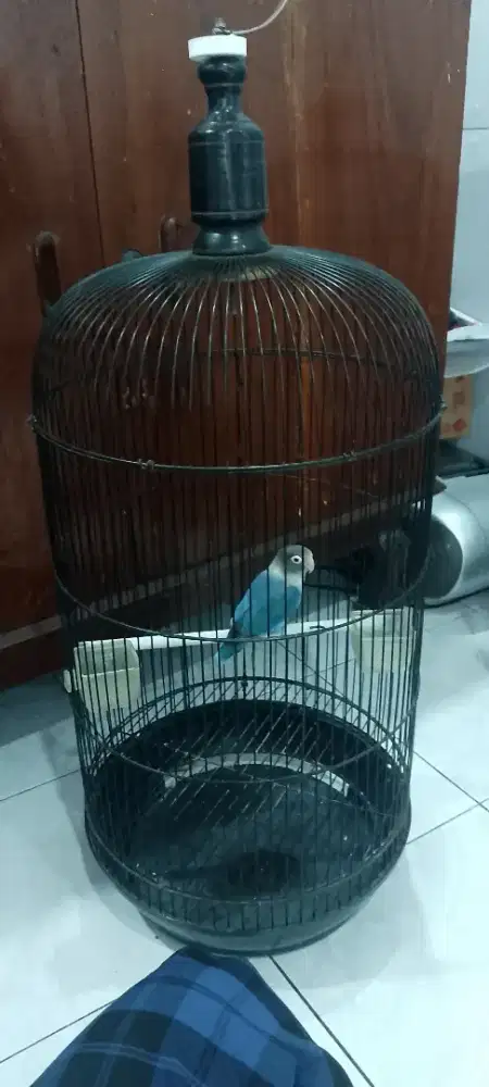 Burung lovebird fullset