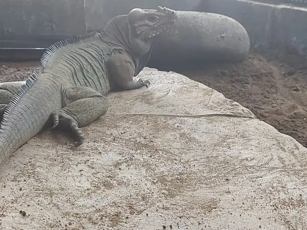 RHINO IGUANA SEPASANG