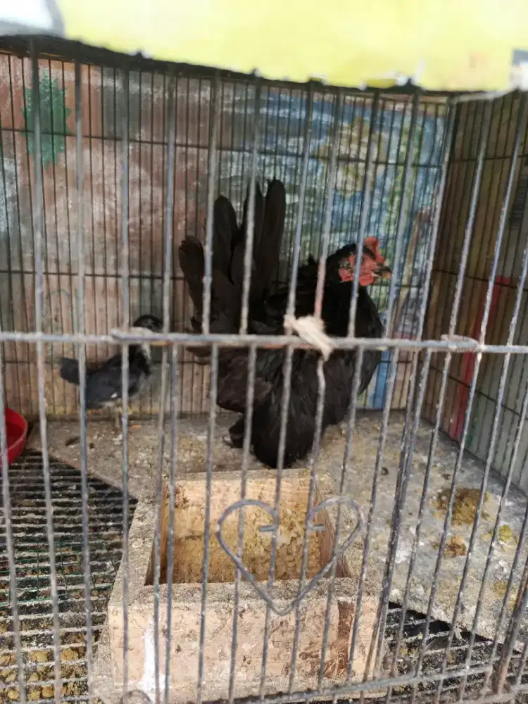 Ayam Serama betina original