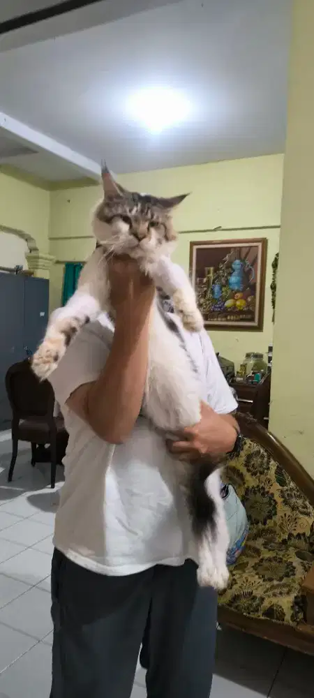 Lepas Adopt kucing Maincoon Ped