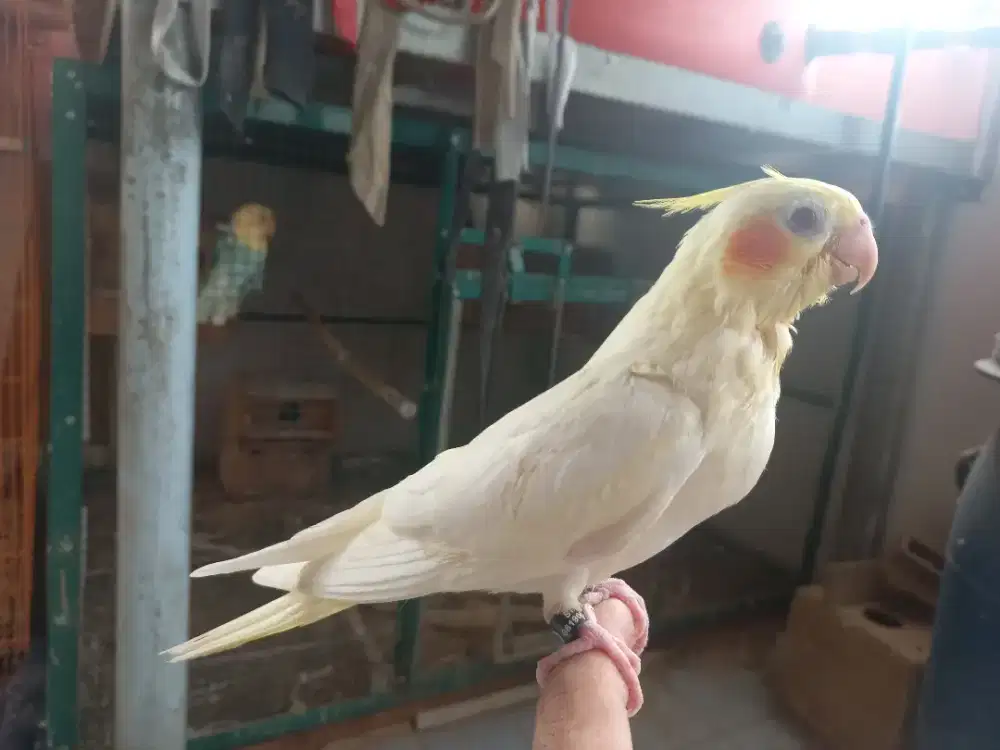 Baby falk lolohan jinak