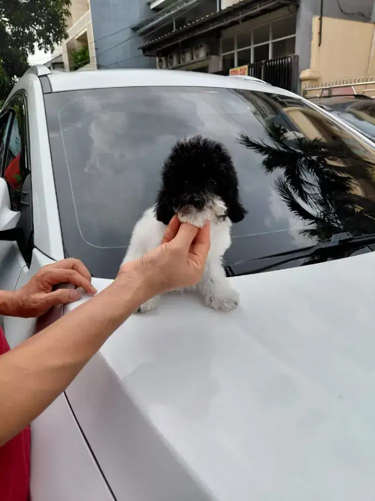 Dijual poodle putih, apricot, parti, phantom