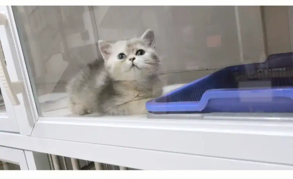 Kitten Bsh silver betina