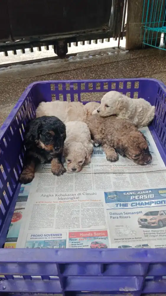 Toy Poodle White, Phantom