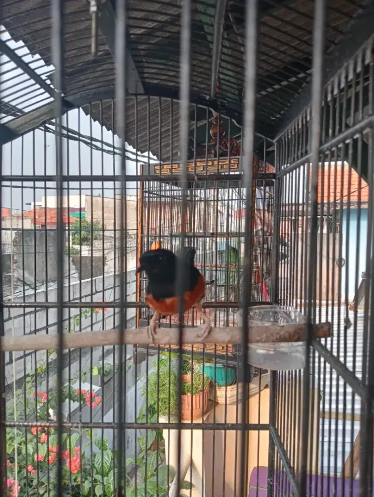 Murai Medan Rajin Fullset