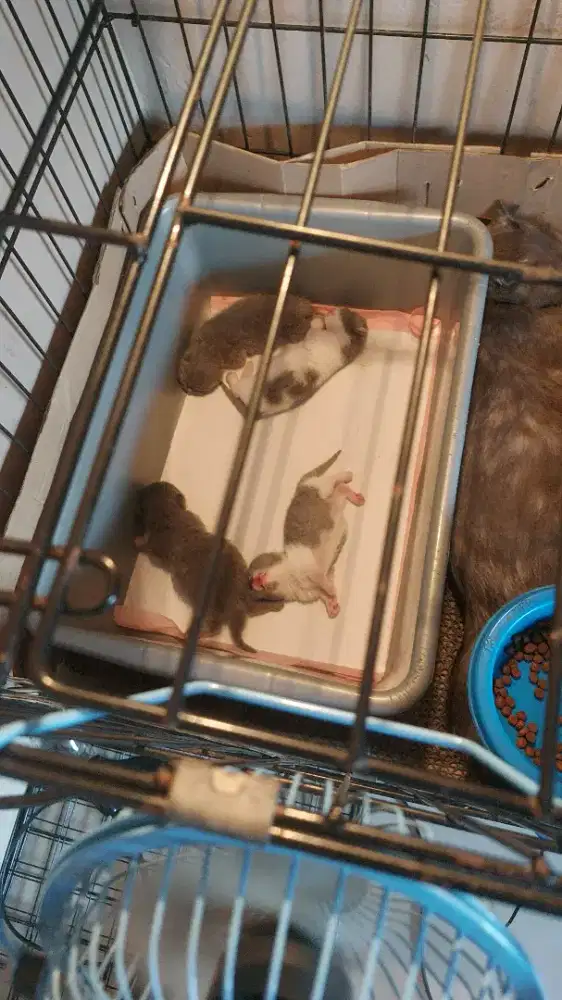 OB kitten BSH munchkin