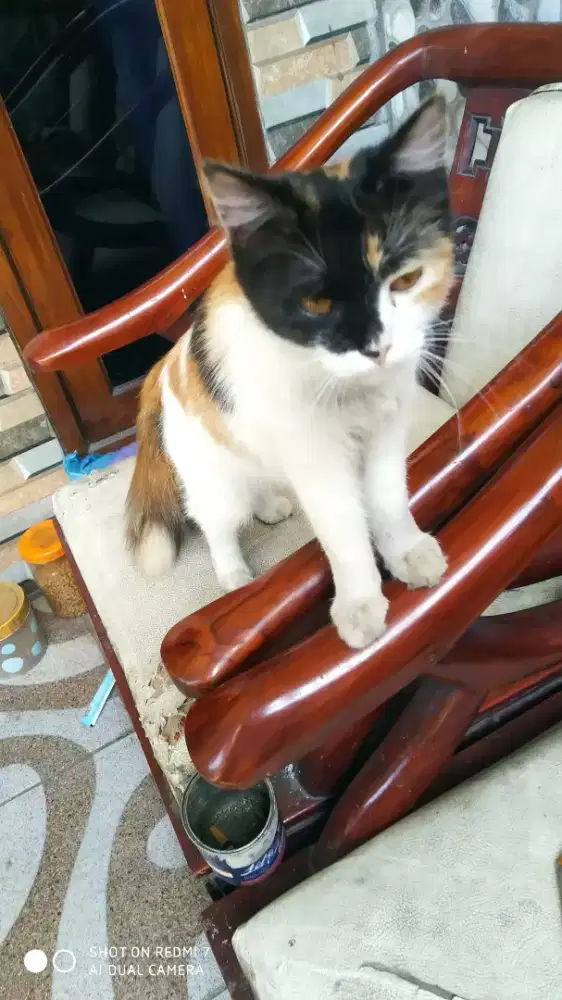 Kucing calico /belang telon betina