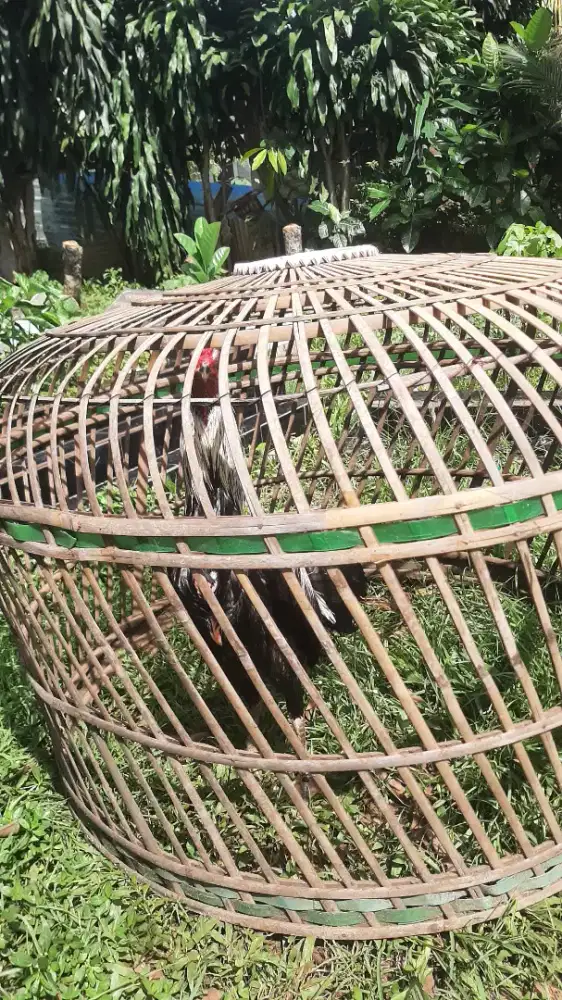 Ayam bangkok mangon bagus untuk aduan atau hiasan dihalaman