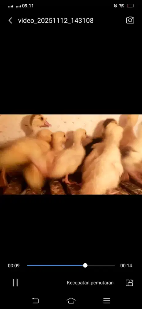 Anak entok jumboue jali2 , melenial dan tronton putih