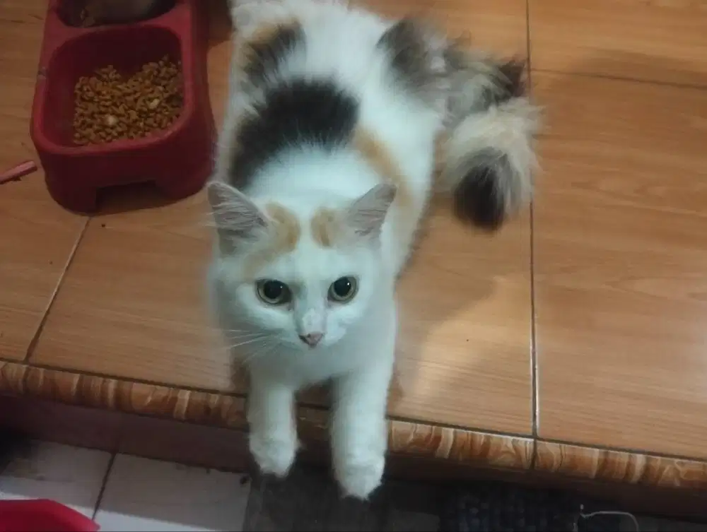 Jual murah kucing betina campuran