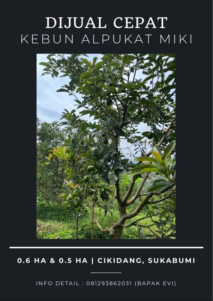 Dijual Kebun Alpukat Miki Produktif di Cikidang Sukabumi