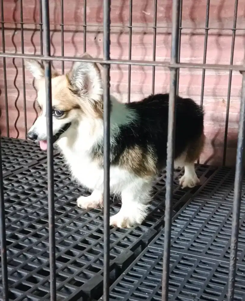 Welsh corgi non stambum