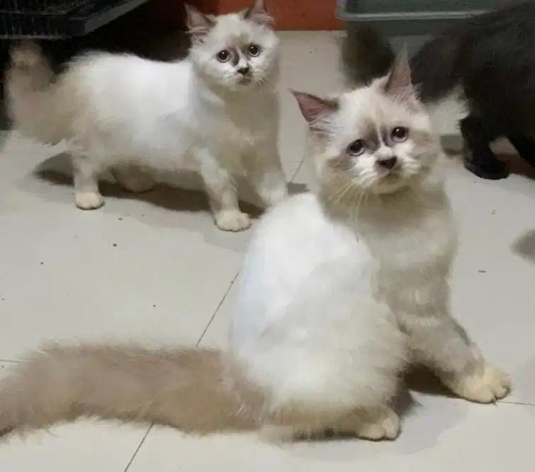 Kucing kitten ragdol midol jantan usia 4.5 bulan