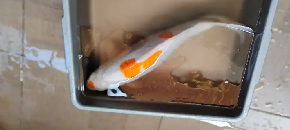 Ikan koi doitsu murah